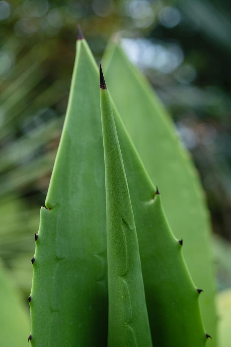 aloe vera