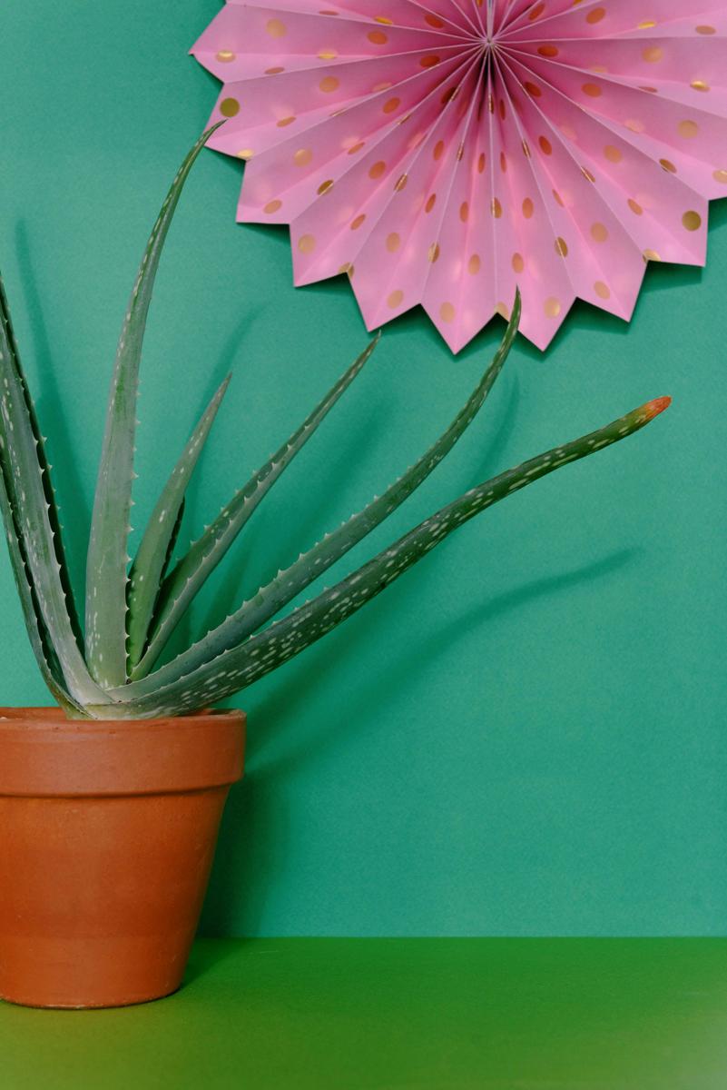aloe vera