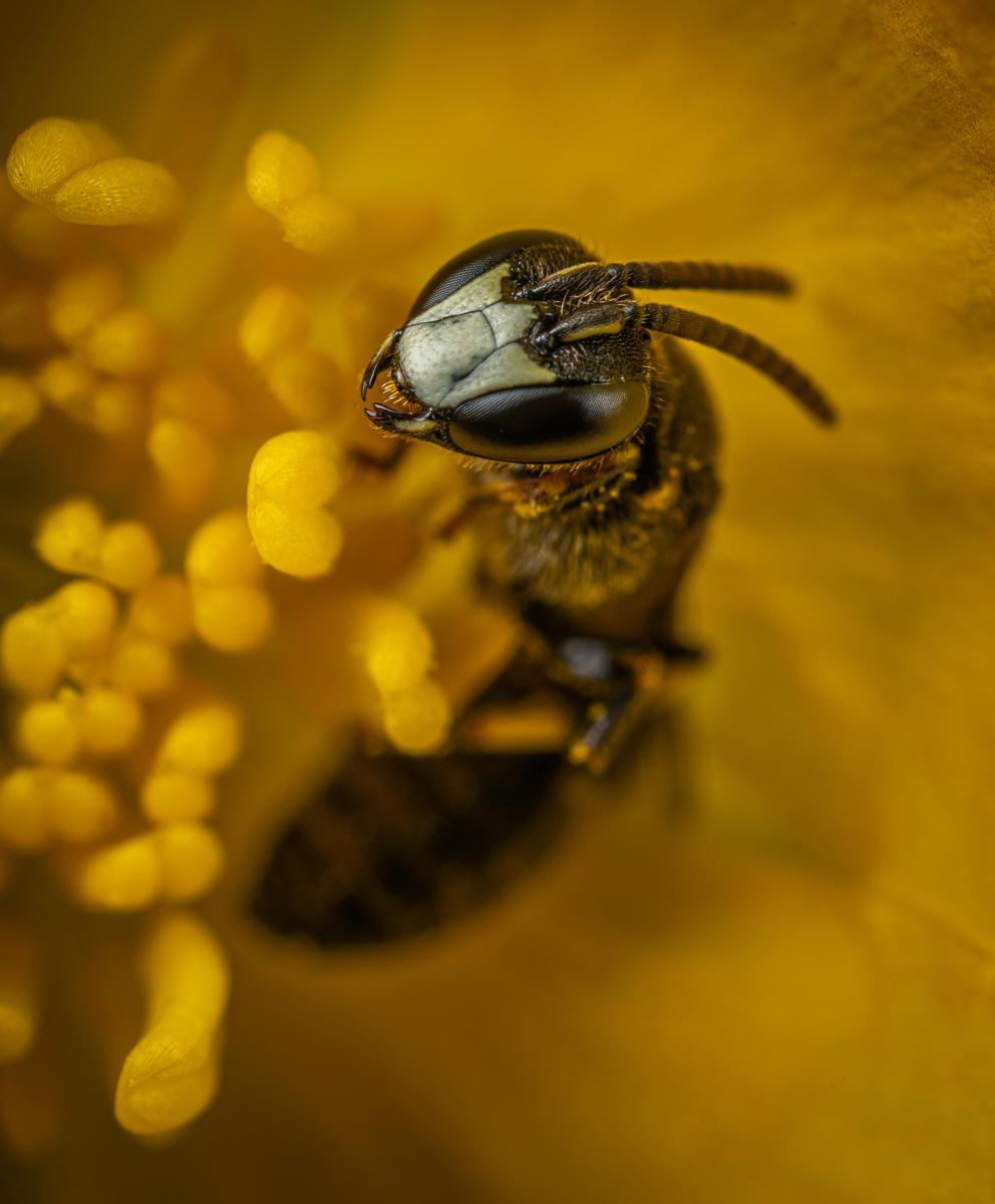 flower pollen