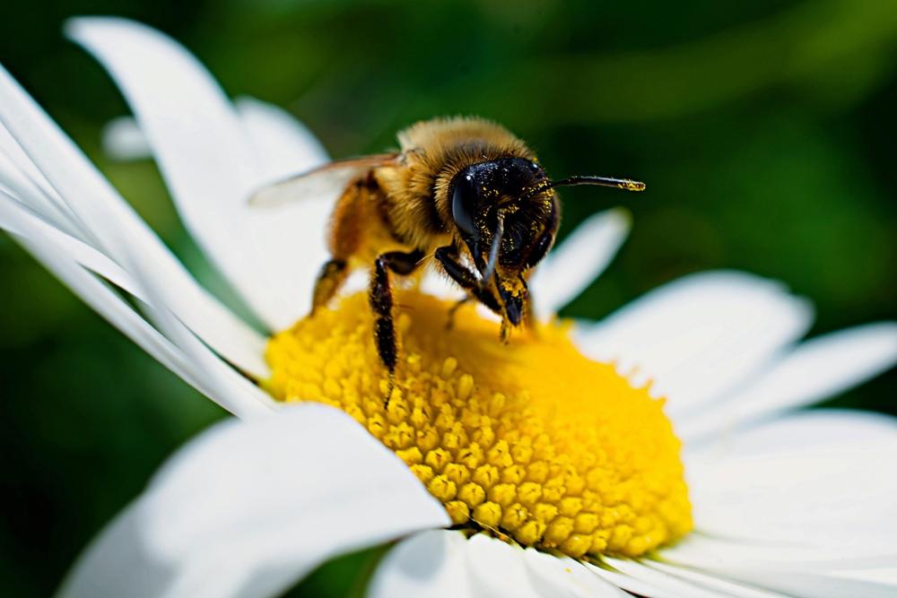 flower pollen