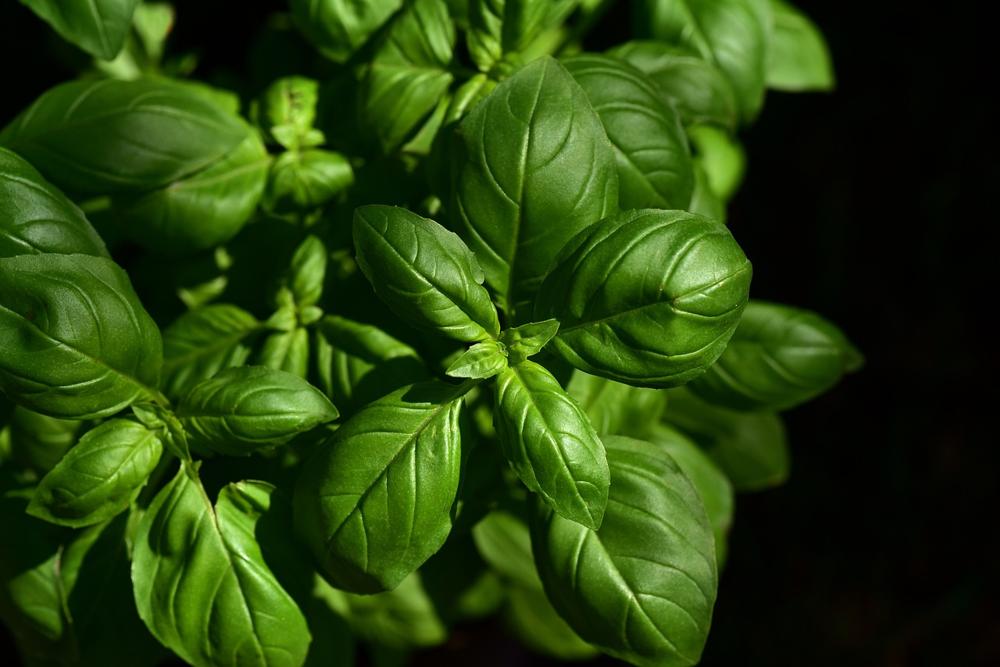 fresh herbs