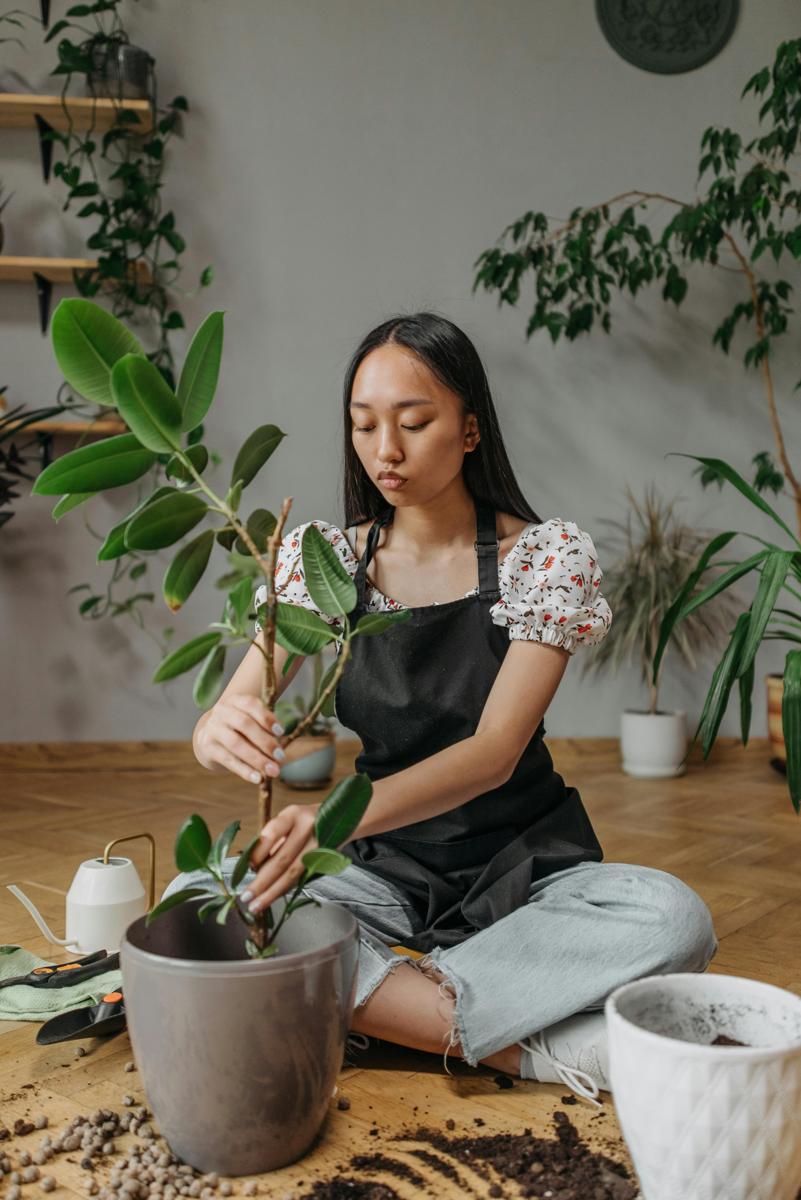 green houseplants