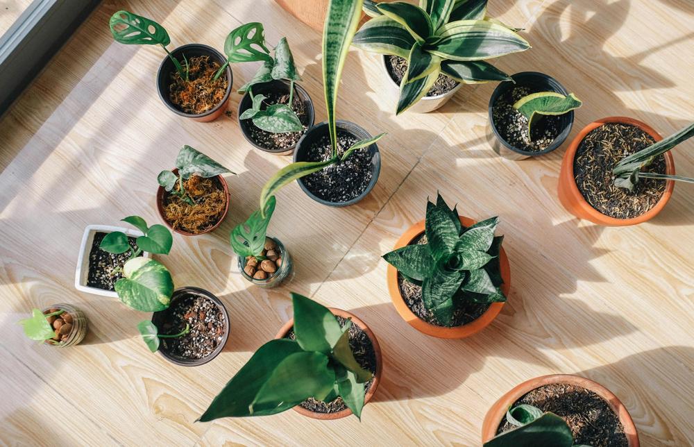 green houseplants