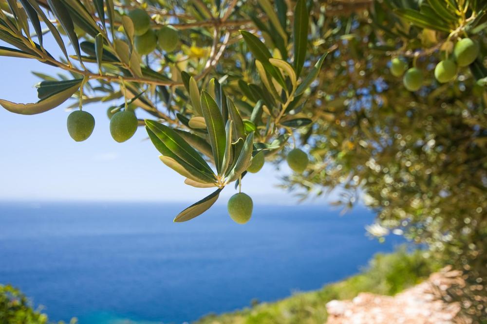 olive variety